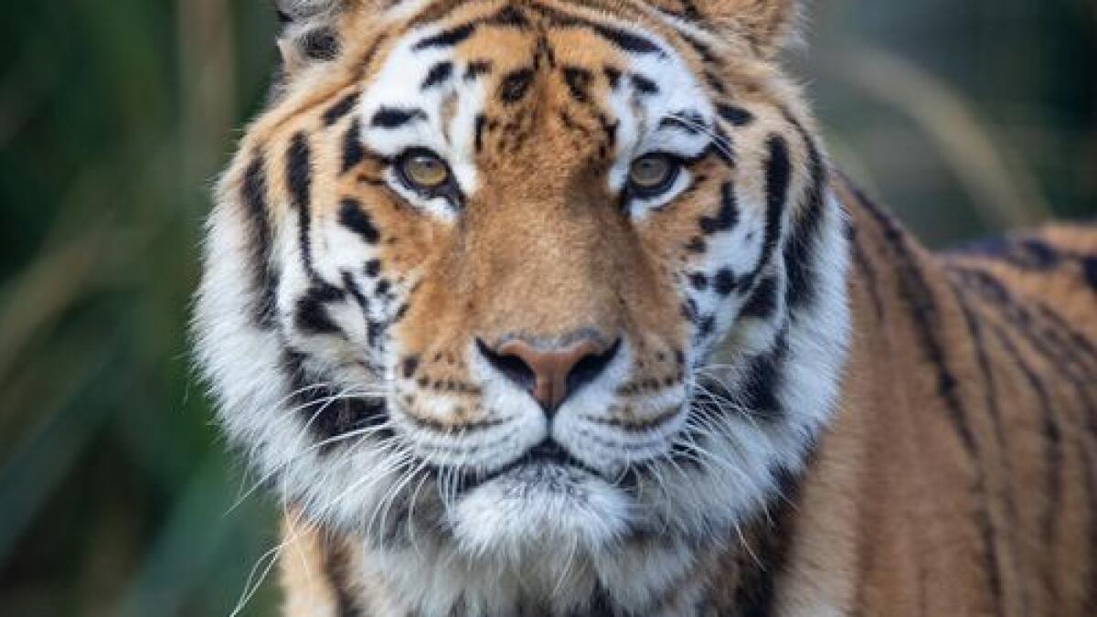 Emerald Park celebrates World Tiger Day