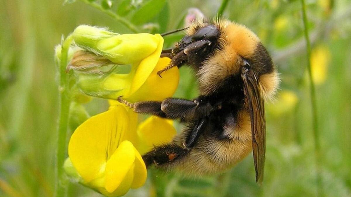 Bumble Bee Conservation