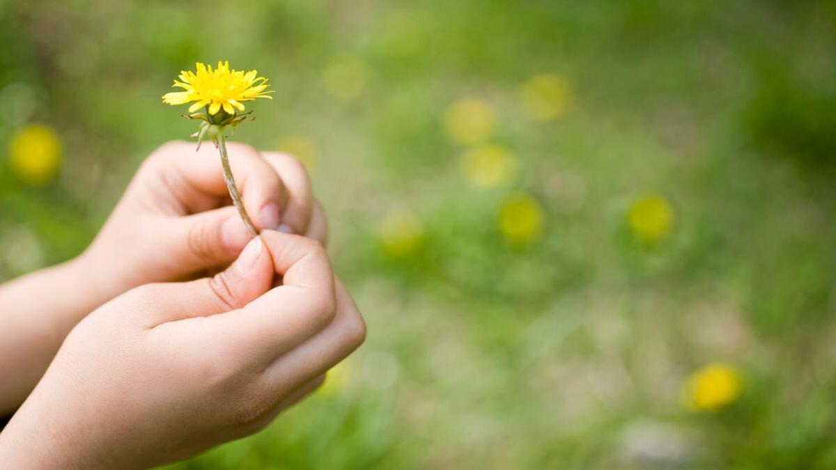 Одуванчик – один из самых полезных полевых цветов.