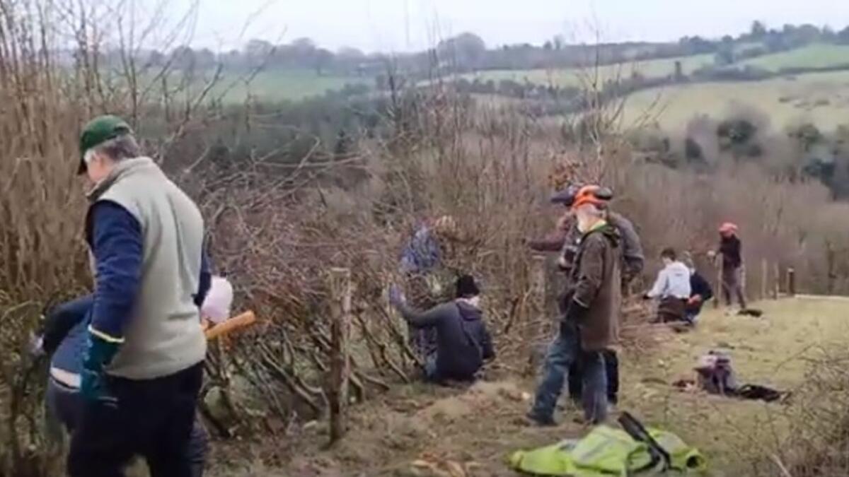 WATCH: (Hedge)Laying the foundation for greater biodiversity on farms ...