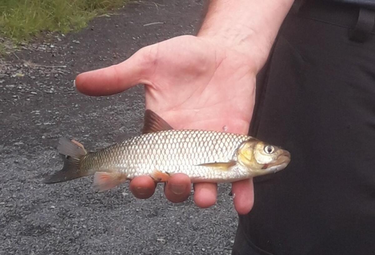 invasive-fish-species-discovered-in-midlands-river-westmeath-independent