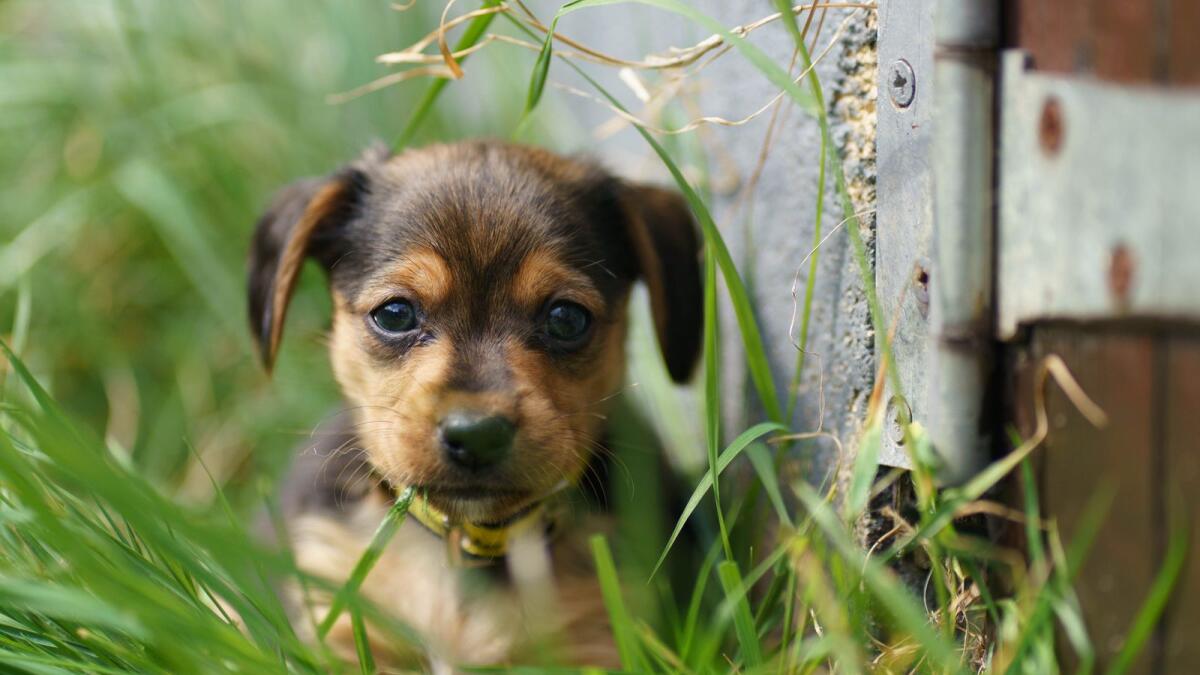 Dogs Trust Ireland takes in tiny puppy found wandering