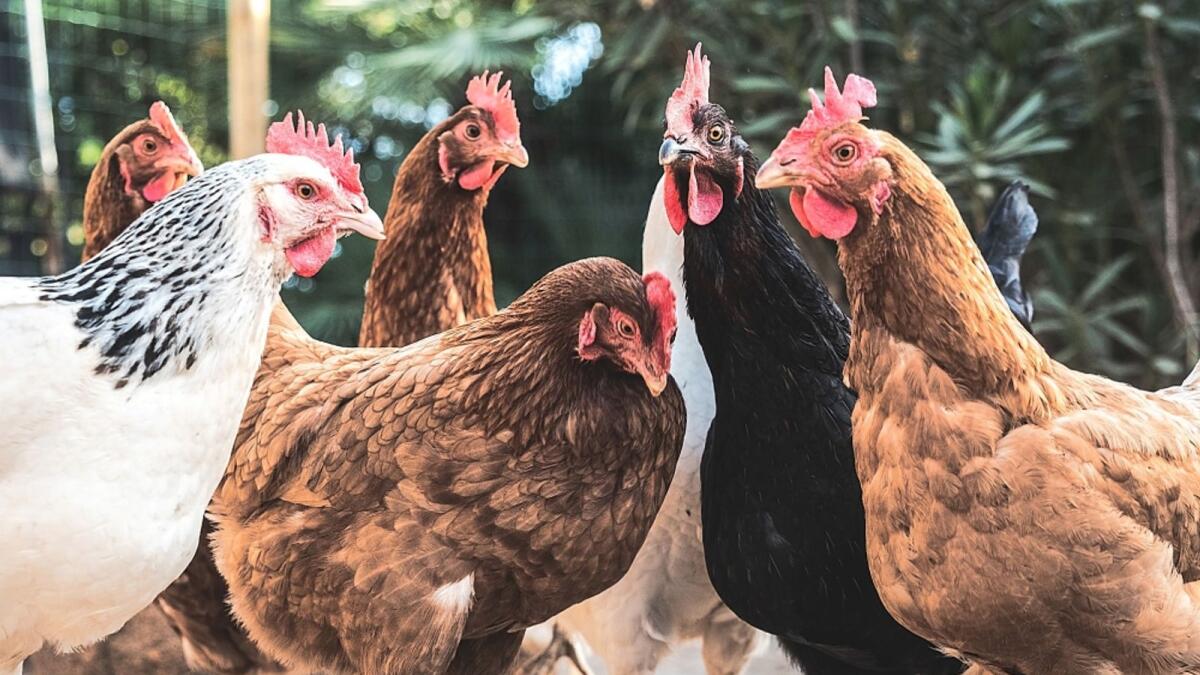 ‘No sabemos qué pasará este año’, admite el experto en gripe aviar.
